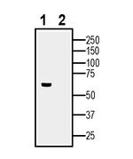 SLC3A2 (CD98) (extracellular) Antibody in Western Blot (WB)