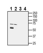 SLC3A2 (CD98) (extracellular) Antibody in Western Blot (WB)