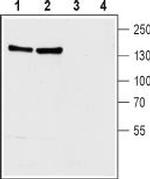 NCX1 (SLC8A1) Antibody in Western Blot (WB)