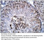 Annexin A10 Polyclonal Antibody