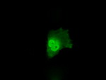 ANXA10 Monoclonal Antibody (OTI4D8), TrueMAB™