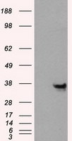 ANXA10 Antibody in Western Blot (WB)