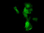 ANXA11 Antibody in Immunocytochemistry (ICC/IF)