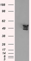 ANXA11 Antibody in Western Blot (WB)