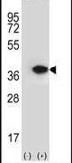 Annexin A2 Antibody in Western Blot (WB)