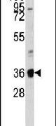 Annexin A2 Antibody in Western Blot (WB)