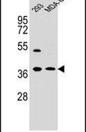 Annexin A2 Antibody in Western Blot (WB)
