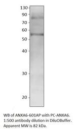 Annexin A6 Polyclonal Antibody