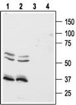 Orexin Receptor 1 Antibody in Western Blot (WB)