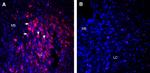Orexin Receptor 1 Antibody in Immunohistochemistry (Frozen) (IHC (F))