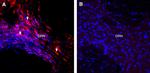 Orexin Receptor 1 Antibody in Immunohistochemistry (Frozen) (IHC (F))