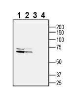 Orexin Receptor 1 Antibody in Western Blot (WB)