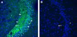 Opsin 3 (extracellular) Antibody in Immunohistochemistry (Frozen) (IHC (F))