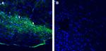 Opsin 3 (extracellular) Antibody in Immunohistochemistry (Frozen) (IHC (F))