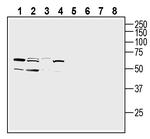 Opsin 3 (extracellular) Antibody in Western Blot (WB)