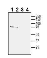Opsin 3 (extracellular) Antibody in Western Blot (WB)