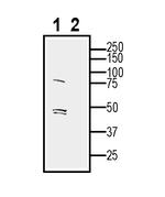 Opsin 3 (extracellular) Antibody in Western Blot (WB)