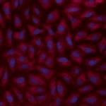 alpha Adaptin Monoclonal Antibody (AP6), Alexa Fluor™ 647