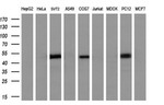 AP2M1 Antibody in Western Blot (WB)