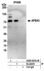 APBA3 Polyclonal Antibody