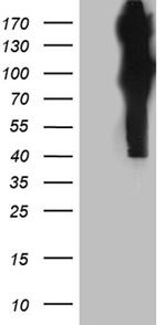 APBB1 Antibody in Western Blot (WB)