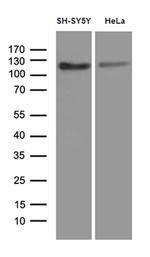 APBB1 Antibody in Western Blot (WB)