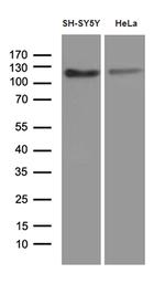 APBB1 Antibody in Western Blot (WB)