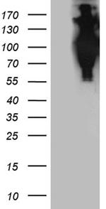 APBB1 Antibody in Western Blot (WB)