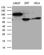 APBB1IP Antibody in Western Blot (WB)