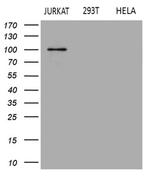 APBB1IP Antibody in Western Blot (WB)
