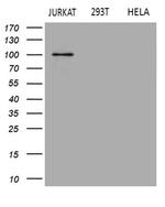 APBB1IP Antibody in Western Blot (WB)