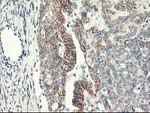 APBB3 Antibody in Immunohistochemistry (Paraffin) (IHC (P))