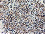 APBB3 Antibody in Immunohistochemistry (Paraffin) (IHC (P))