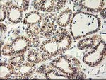 APBB3 Antibody in Immunohistochemistry (Paraffin) (IHC (P))