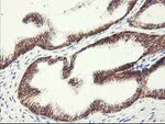 APBB3 Antibody in Immunohistochemistry (Paraffin) (IHC (P))