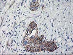 APBB3 Antibody in Immunohistochemistry (Paraffin) (IHC (P))