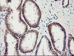 APBB3 Antibody in Immunohistochemistry (Paraffin) (IHC (P))