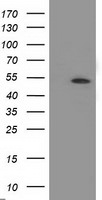 APBB3 Antibody in Western Blot (WB)