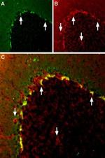 KV1.2 (KCNA2) Antibody in Multiplex Immunohistochemistry (mIHC)