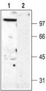 KV3.2 (KCNC2) Polyclonal Antibody