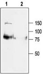 KCNQ1 Antibody in Western Blot (WB)