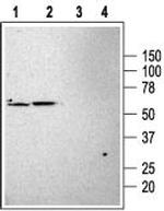 KCNK3 (TASK-1) Polyclonal Antibody