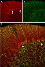 HCN2 Antibody in Immunohistochemistry (Frozen) (IHC (F))