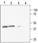 Kir2.3 (KCNJ4) Polyclonal Antibody