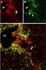 CNGA2 Antibody in Immunohistochemistry (IHC)