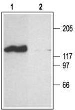 CNGA2 Antibody in Western Blot (WB)