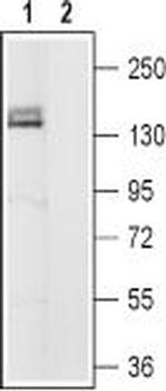 HCN4 Antibody in Western Blot (WB)