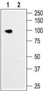 HCN1 Antibody in Western Blot (WB)