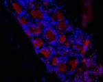HCN3 Polyclonal Antibody