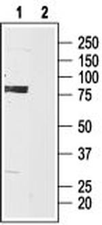 HCN3 Antibody in Western Blot (WB)